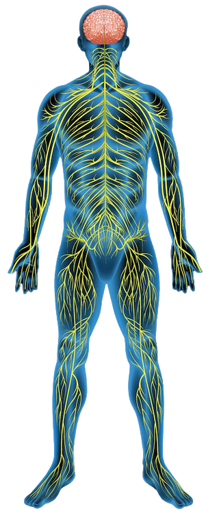 Lymphatic System